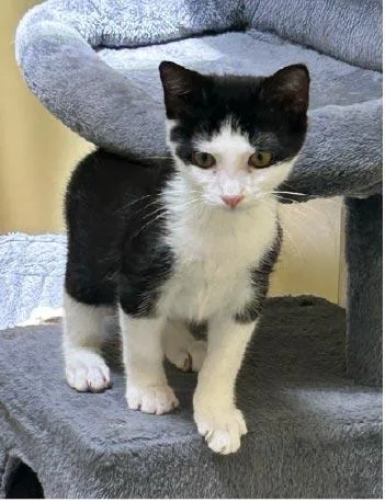 A baby medium-sized male Black & White / Tuxedo Domestic Short Hair cat named Archie for adoption in Monroe, NC