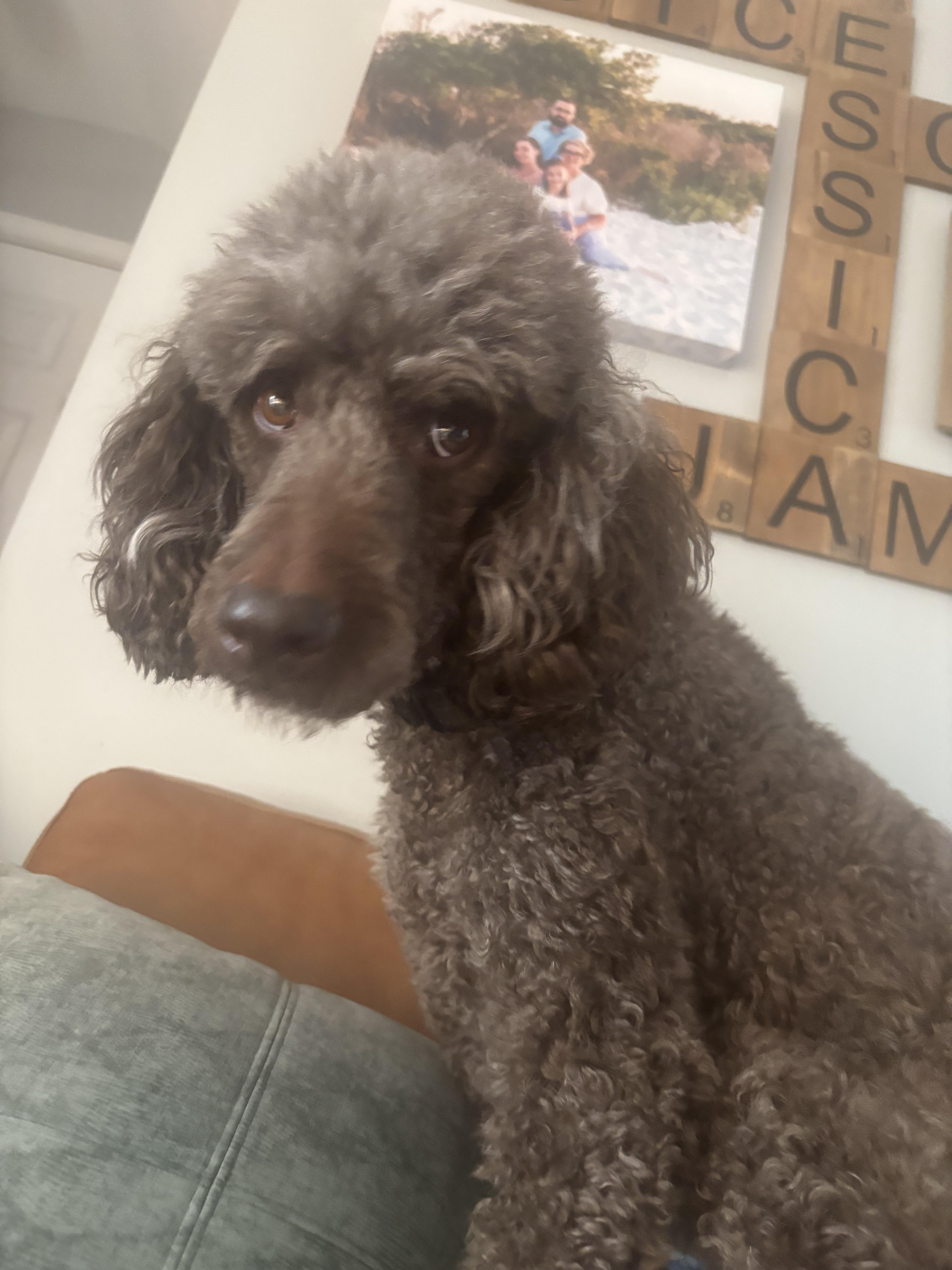 An adult medium-sized male Brown / Chocolate Standard Poodle dog named Onion for adoption in Lexington, KY