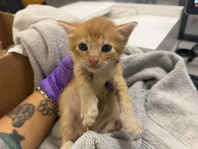 A baby small-sized female Domestic Short Hair cat named Missy for adoption in Miami, FL