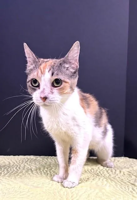 A young medium-sized female Calico Domestic Short Hair cat named Swingline for adoption in Hawk Point, MO
