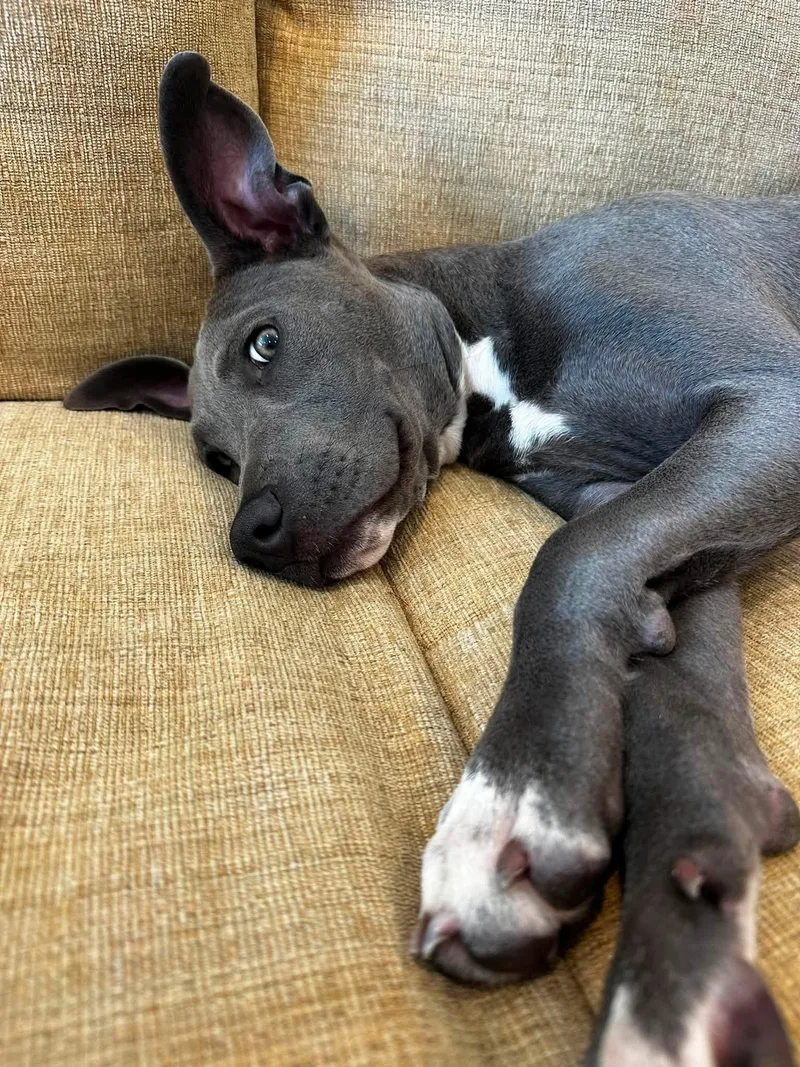 A baby medium-sized male Gray / Blue / Silver Mixed Breed dog named Jackson for adoption in Highland, NY