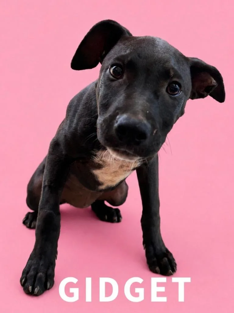 A baby small-sized female Labrador Retriever dog named Gidget for adoption in Rutherfordton, NC