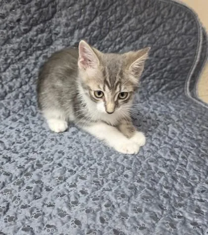 A young small-sized male Domestic Short Hair cat named Vorhees for adoption in Phoenix, AZ