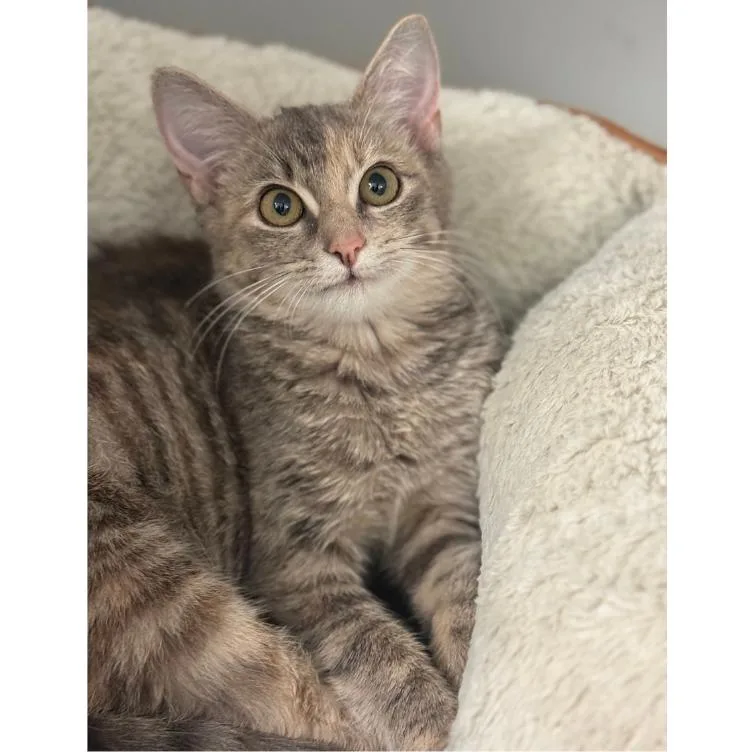 A baby small-sized female Gray / Blue / Silver Domestic Short Hair cat named Oracle for adoption in Ridgely, MD