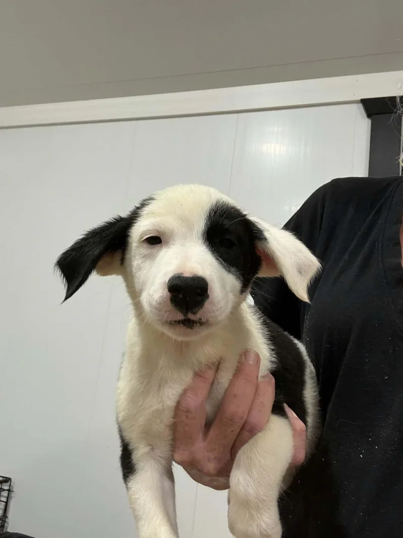 A baby small-sized male Border Collie dog named Chunky Monkey for adoption in Havertown, PA