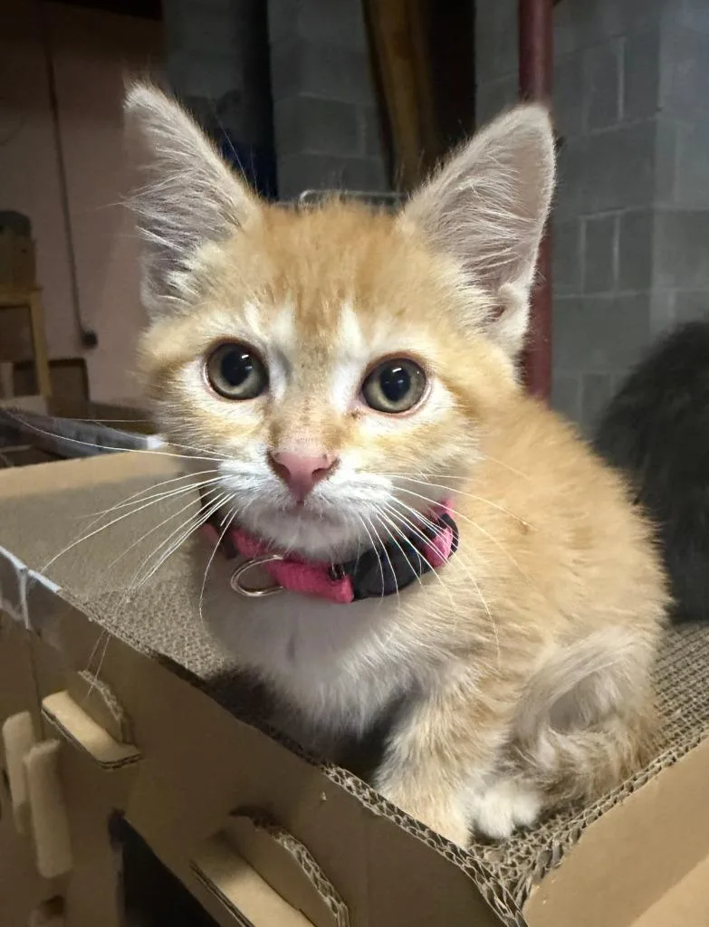 A baby large-sized female Domestic Short Hair cat named Betty for adoption in Grand Rapids, MN