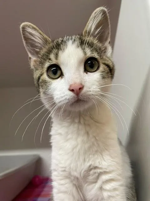 A baby medium-sized female Tabby (Brown / Chocolate) Domestic Short Hair cat named Lindy for adoption in Hayward, WI