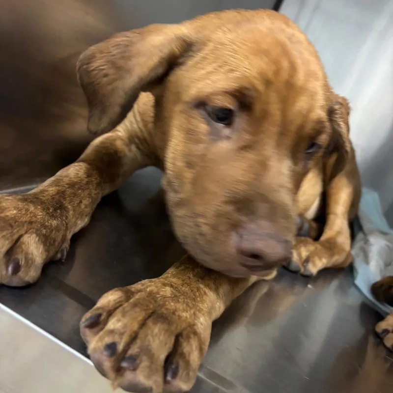 A baby small-sized male Brown / Chocolate Mixed Breed dog named Queso for adoption in Corbin, KY