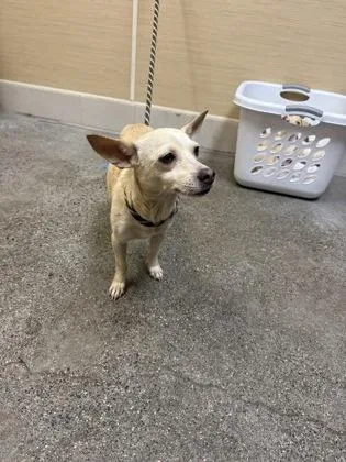An adult medium-sized female Terrier dog named Mama J for adoption in Honolulu, HI