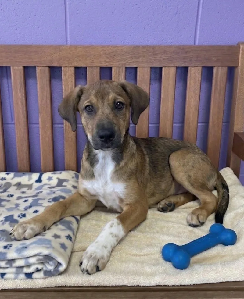 A baby medium-sized male Labrador Retriever dog named Toto for adoption in North Prairie, WI