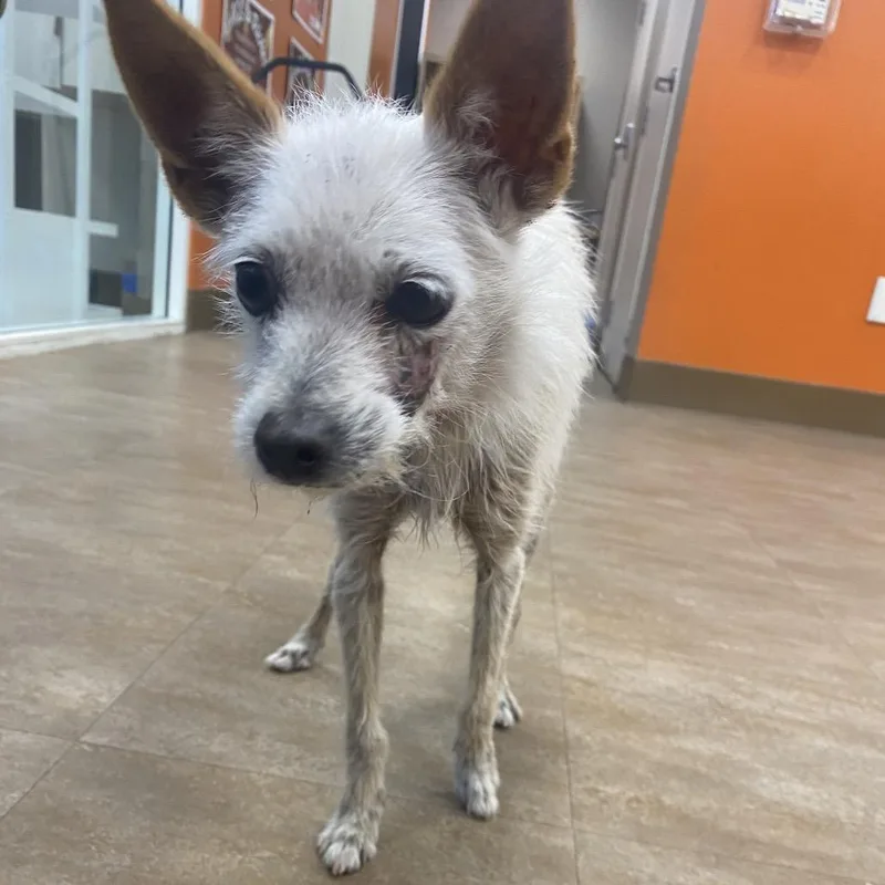 A senior small-sized male White / Cream Terrier dog named Kimchi for adoption in Westminster, CA