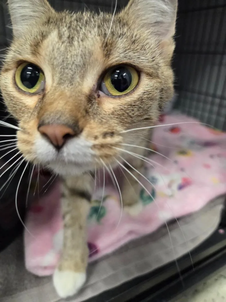 A young medium-sized female Domestic Short Hair cat named Marigold for adoption in Muskegon, MI