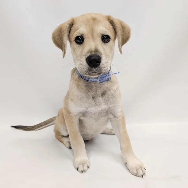 A baby small-sized female Labrador Retriever dog named Fizz for adoption in Parker, CO