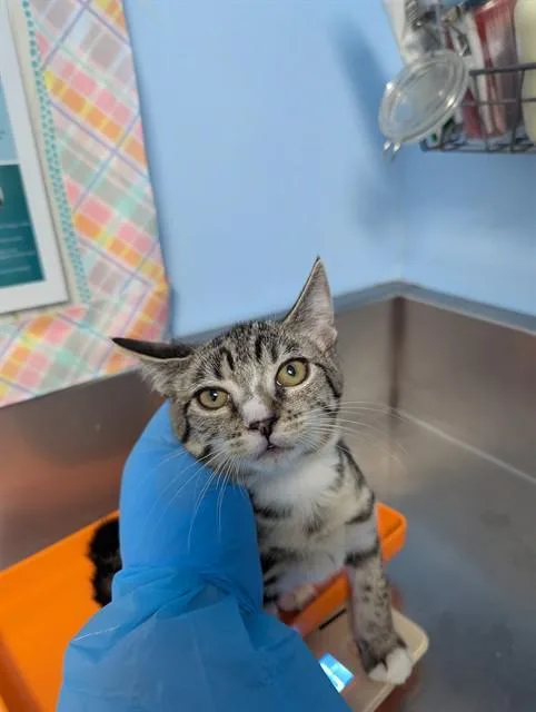 A baby small-sized female Domestic Short Hair cat named Laika for adoption in Bakersfield, CA