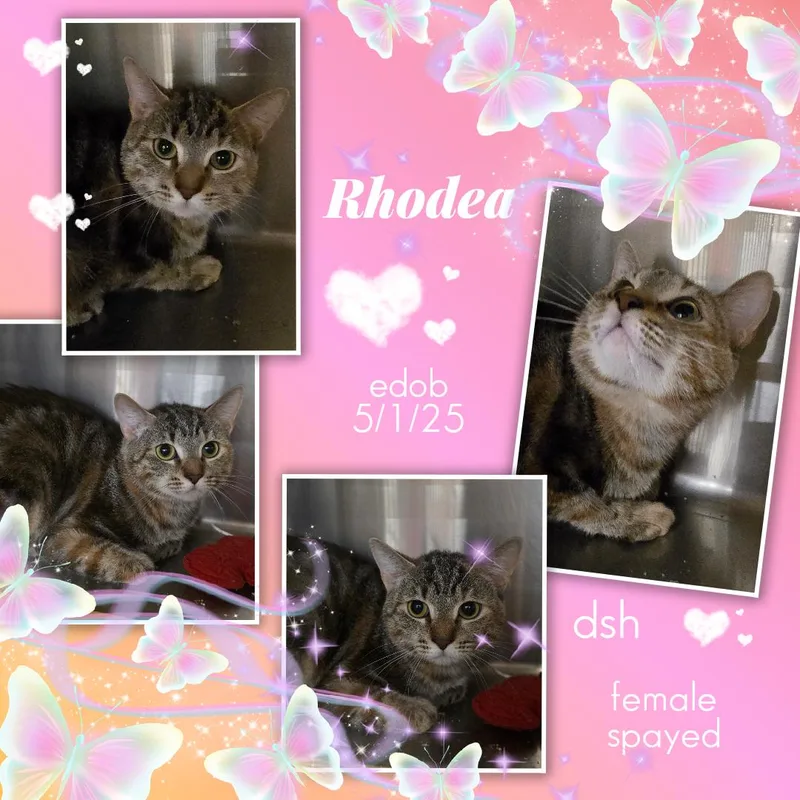 Rhodea ORT thumbnail 5