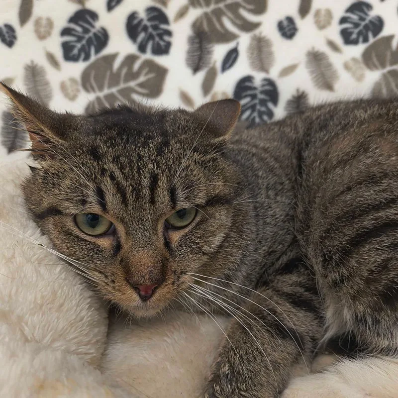An adult medium-sized male Brown / Chocolate Domestic Short Hair cat named Kane for adoption in Deerfield, IL