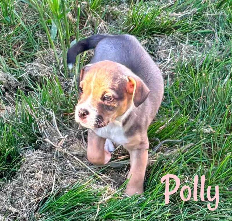 A baby small-sized female Tricolor (Brown, Black, & White) Mixed Breed dog named Polly for adoption in Elburn, IL
