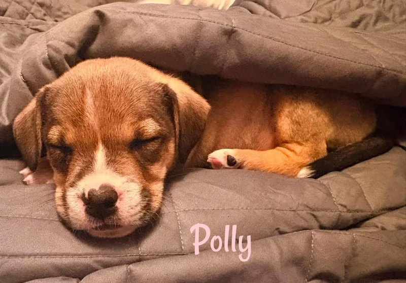 Polly thumbnail 2