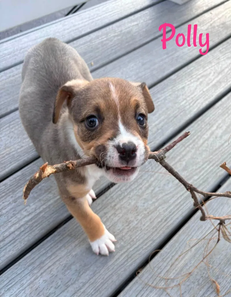 Polly thumbnail 3