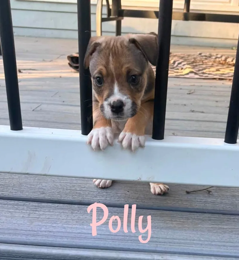 Polly thumbnail 4