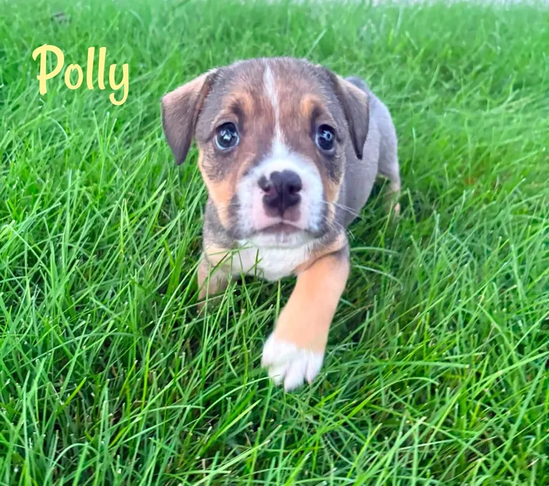 Polly thumbnail 5