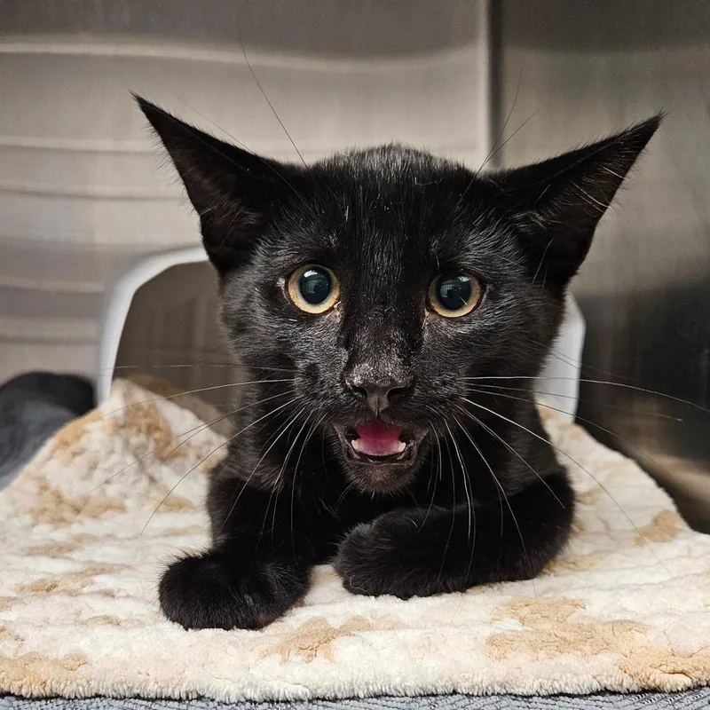 A baby small-sized male Black Domestic Short Hair cat named Dude for adoption in Oneonta, NY
