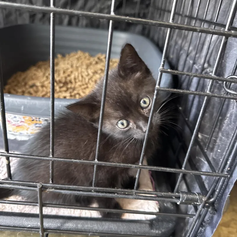 A baby small-sized male Black Domestic Short Hair cat named Sebastian for adoption in Fredericksburg, TX