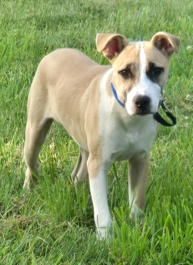 A baby medium-sized male Boxer dog named Bruno for adoption in Sandusky, OH