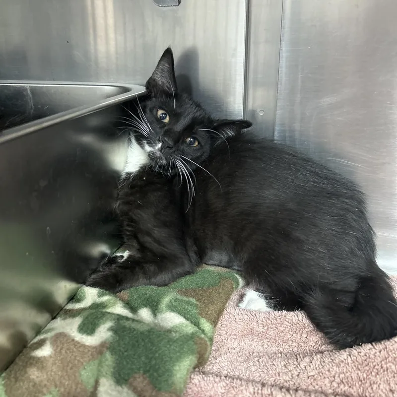 A baby small-sized male Black Domestic Short Hair cat named Melody for adoption in Pensacola, FL