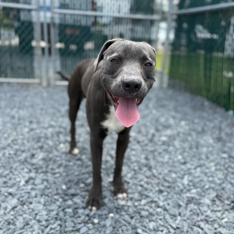 An adult small-sized male Mixed Breed dog named Ace for adoption in Mount Gilead, NC