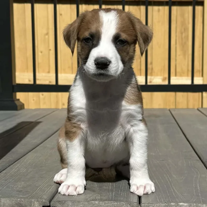 A baby small-sized female Rhodesian Ridgeback dog named Maple for adoption in Parker, CO