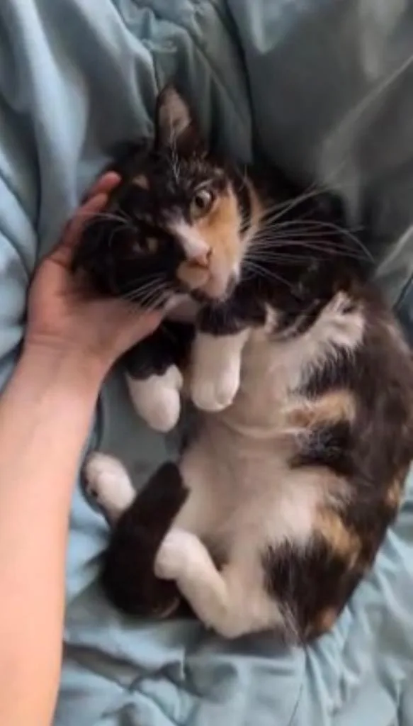 An adult medium-sized female Domestic Short Hair cat named Taylor Bonded With Travis for adoption in Windsor, CT