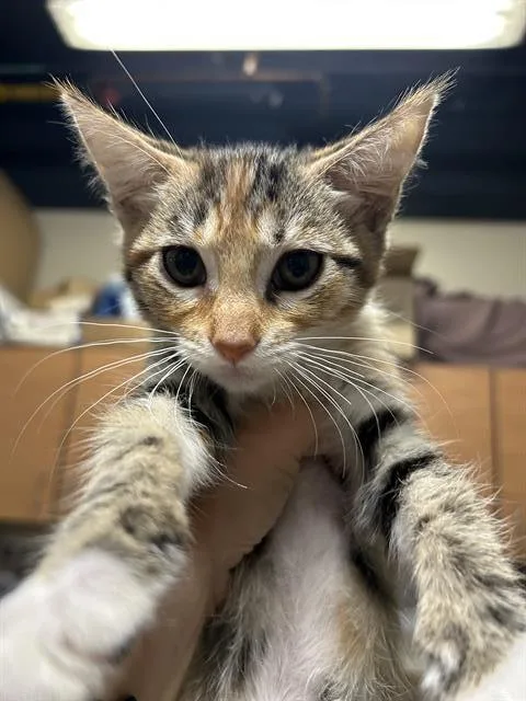 A baby small-sized female Domestic Short Hair cat named Nix for adoption in Modesto, CA