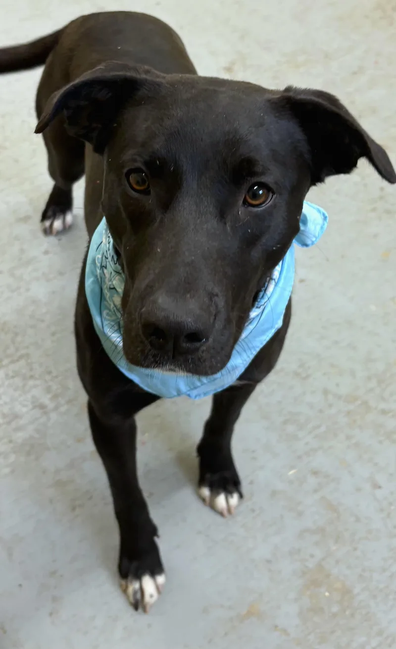 A young large-sized female Black Mixed Breed dog named Sienna for adoption in Talbott, TN