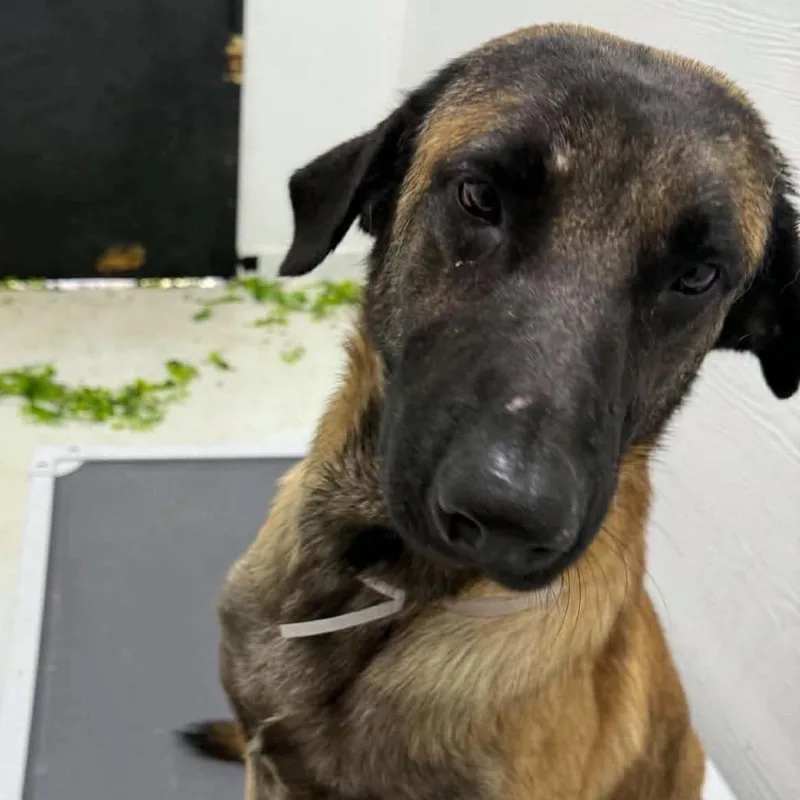 An adult large-sized male Yellow / Tan / Blond / Fawn Anatolian Shepherd dog named Hero for adoption in Stephens City, VA