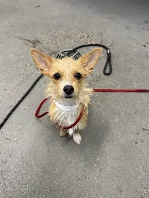 A young small-sized female Parson Russell Terrier dog named Puffball for adoption in Mesa, AZ
