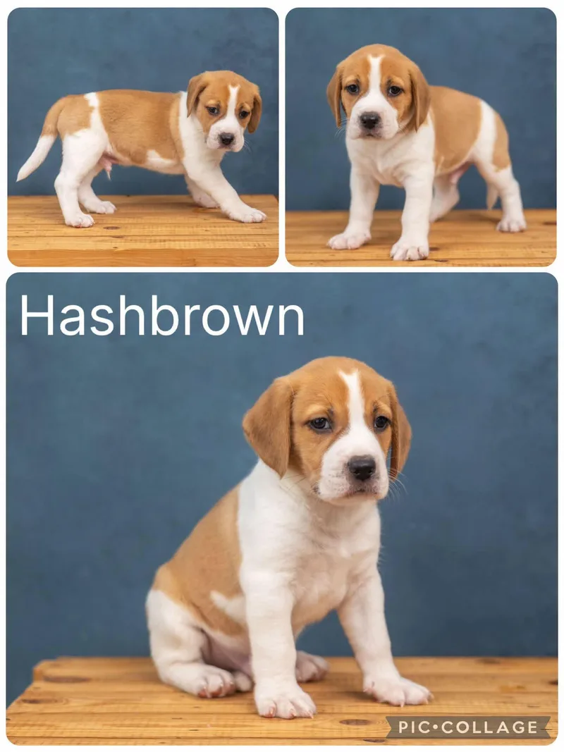 A baby medium-sized male Beagle dog named Hashbrown for adoption in Enterprise, AL