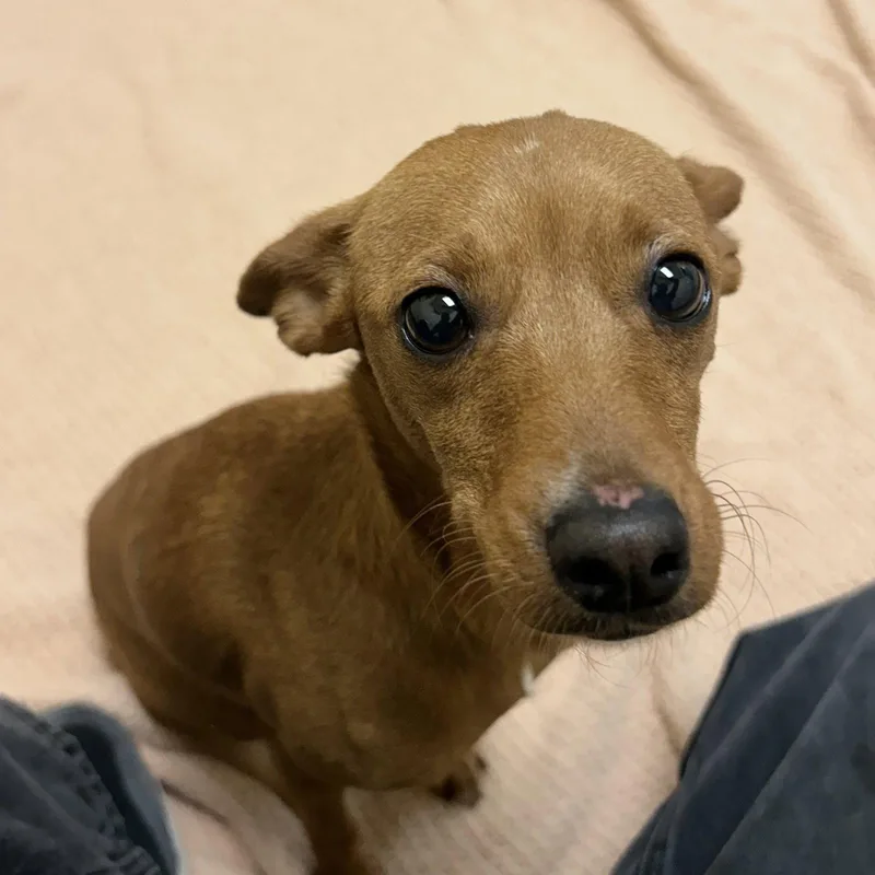 An adult small-sized female Chihuahua dog named Janis for adoption in Burlingame, CA