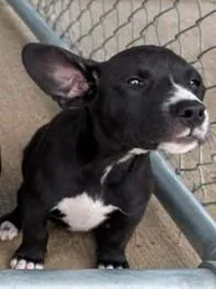 A young medium-sized female Black Labrador Retriever dog named Wendy W Litter for adoption in Sheboygan, WI