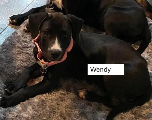 Wendy  W Litter thumbnail 3