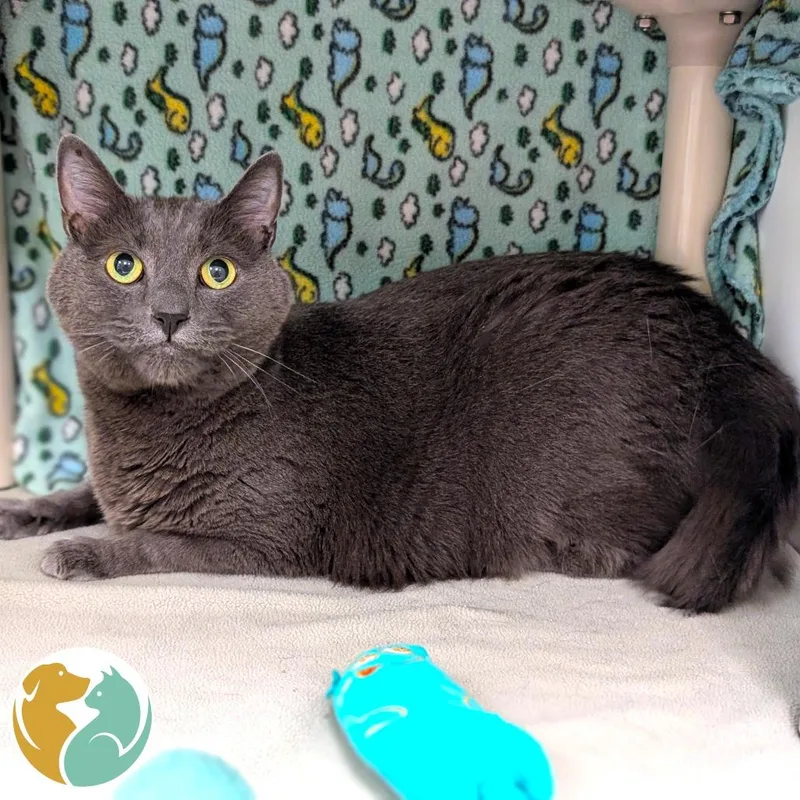 An adult small-sized male Gray / Blue / Silver Domestic Short Hair cat named Knuckles for adoption in Toledo, OH