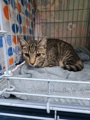 A baby small-sized male Domestic Short Hair cat named Scooby for adoption in Gainesville, FL