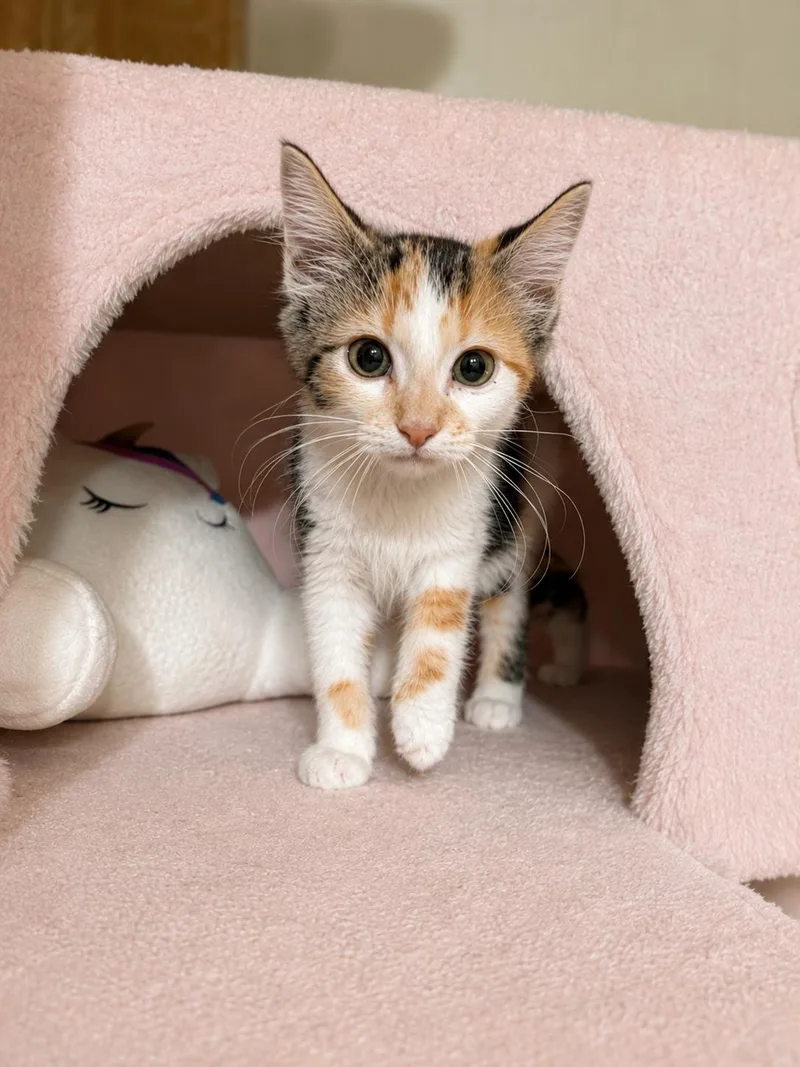 A baby small-sized female Calico Domestic Medium Hair cat named Stella for adoption in Mabank, TX
