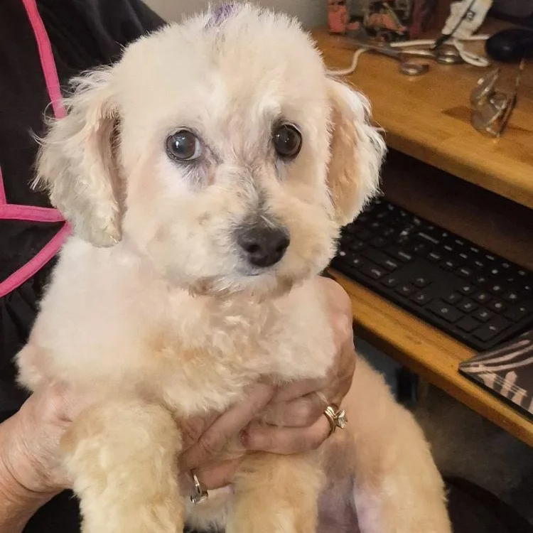 An adult small-sized female Apricot / Beige Poodle dog named Sugar for adoption in Carrollton, TX