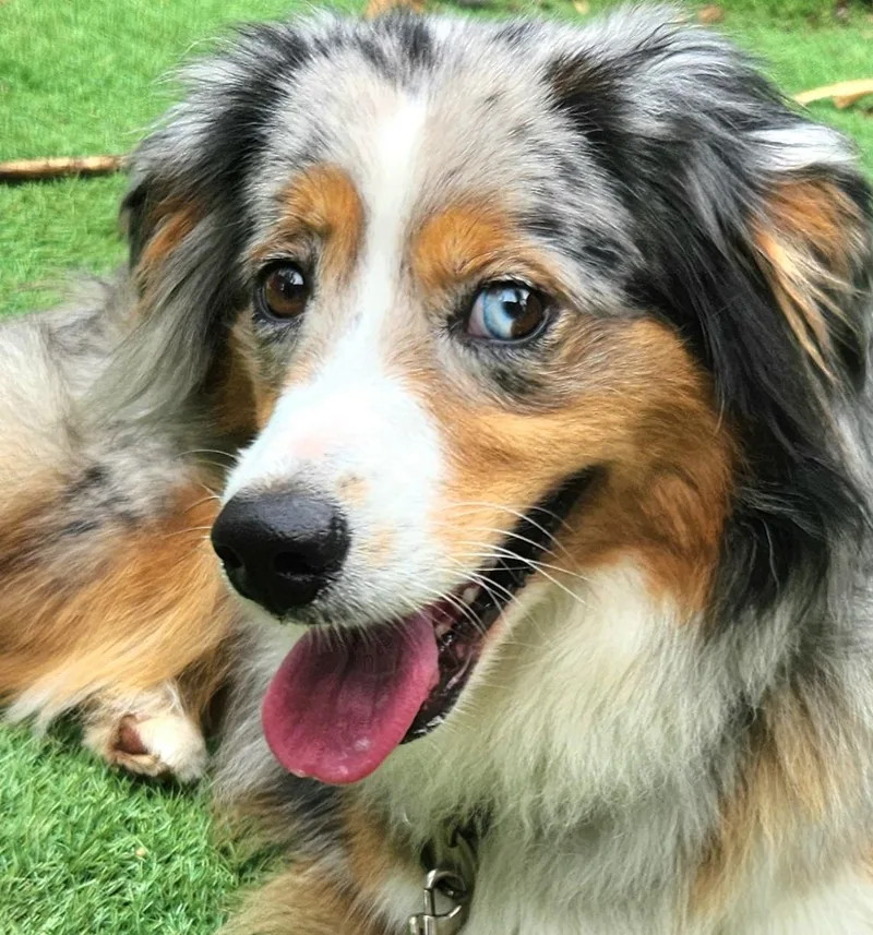 Bailey