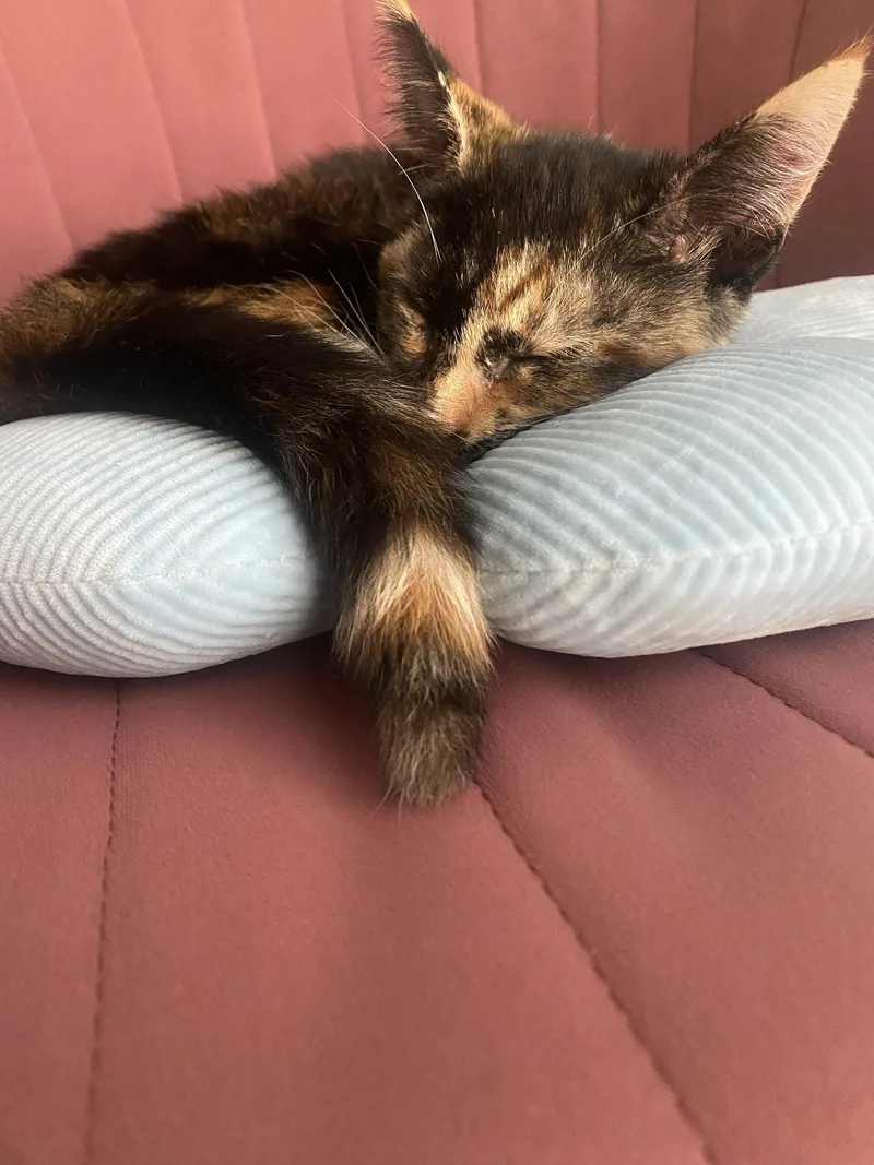 A baby small-sized female Calico cat named Coco for adoption in Orange, CA
