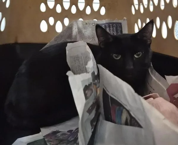 An adult medium-sized male Domestic Short Hair cat named Kitt for adoption in New York, NY