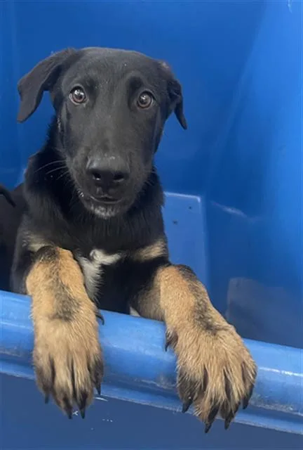 A baby large-sized male Mixed Breed dog named Bud for adoption in Dallas, TX