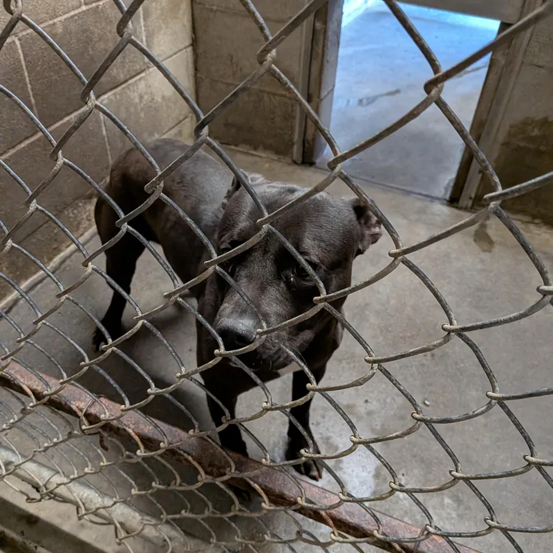 Bagheera