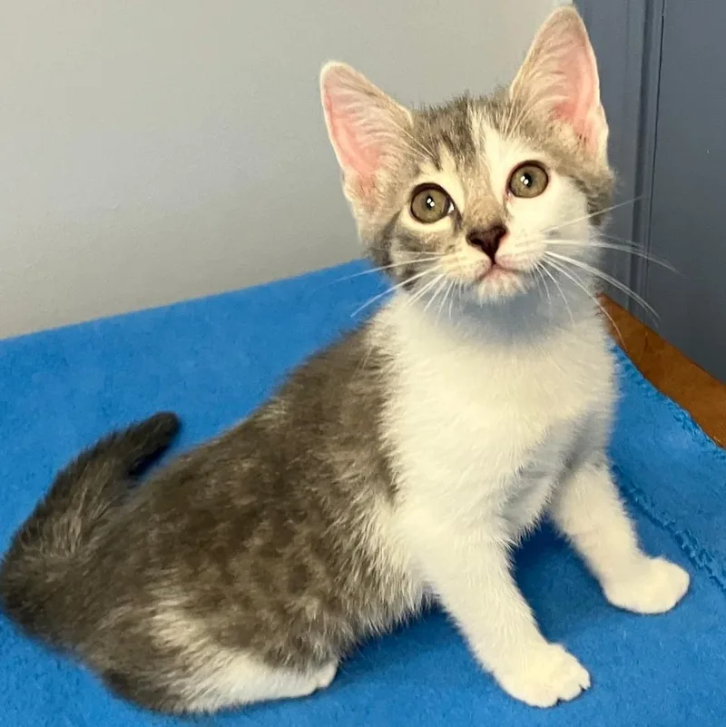 A baby medium-sized female Domestic Short Hair cat named Zig Zag for adoption in Gastonia, NC
